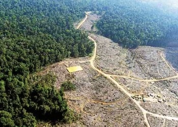 Reducción histórica de la deforestación en Colombia estaría relacionada con grupos criminales